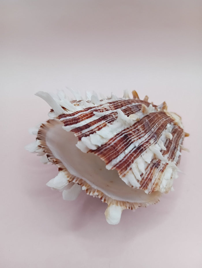 Natural Spondylus Shell – 2.8" x 2.2" – Spiny Display Shell