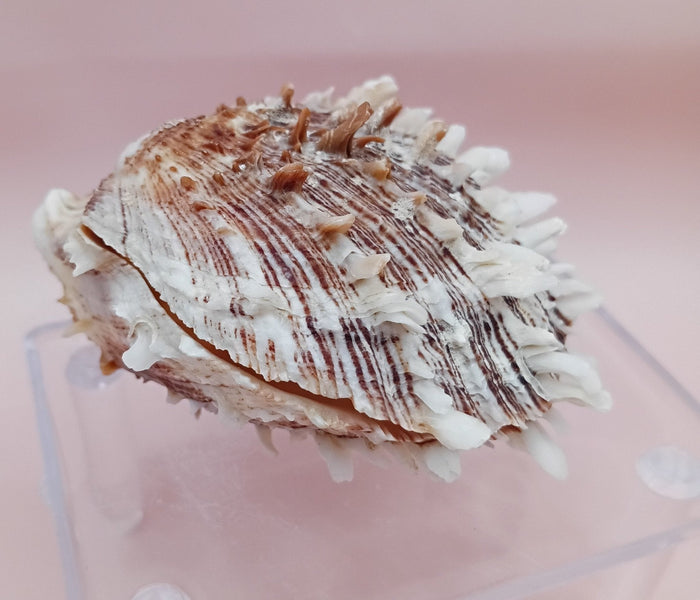 Natural Spondylus Shell – 2.8" x 2.2" – Spiny Display Shell
