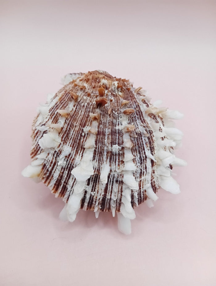 Natural Spondylus Shell – 2.8" x 2.2" – Spiny Display Shell