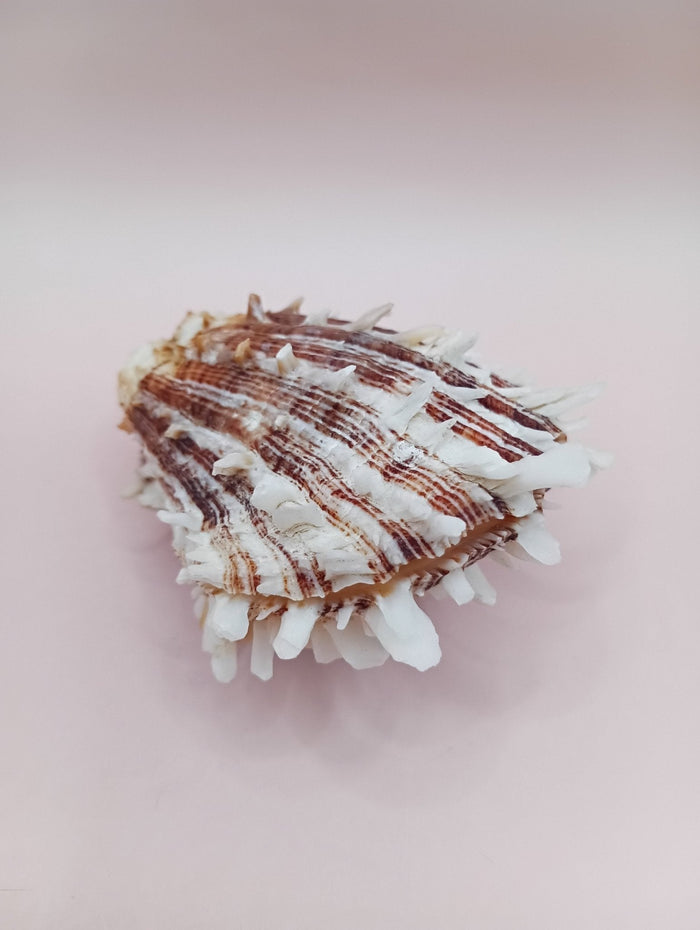 Natural Spondylus Shell – 2.8" x 2.2" – Spiny Display Shell