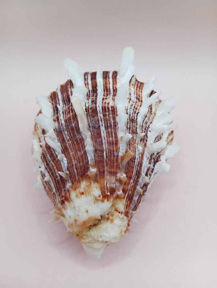 Natural Spondylus Shell – 2.8" x 2.2" – Spiny Display Shell