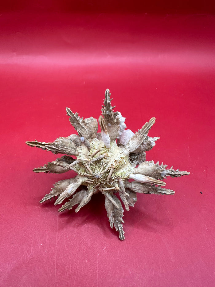 Pine Tree Urchin with Spines – Psychocidaris oshimai, 3"