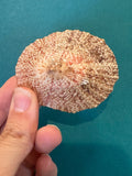 Pink Rayed Limpet - Cymbula miniata with Documentation