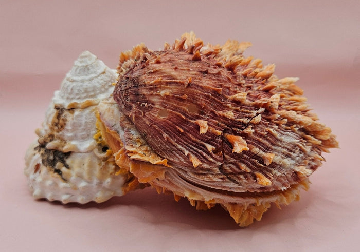 Princeps Spondylus Spiny Oyster Shell with Attached Undosa Astraea – Natural Ocean Display 7x5x6
