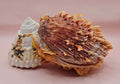 Princeps Spondylus Spiny Oyster Shell with Attached Undosa Astraea – Natural Ocean Display 7x5x6