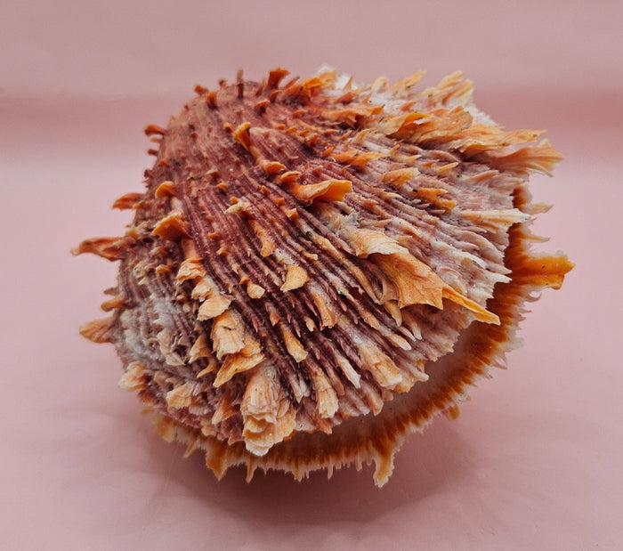 Princeps Spondylus Spiny Oyster Shell with Attached Undosa Astraea – Natural Ocean Display 7x5x6