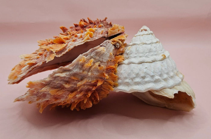 Princeps Spondylus Spiny Oyster Shell with Attached Undosa Astraea – Natural Ocean Display 7x5x6