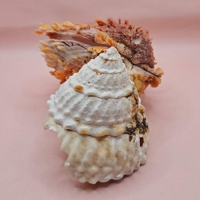 Princeps Spondylus Spiny Oyster Shell with Attached Undosa Astraea – Natural Ocean Display 7x5x6