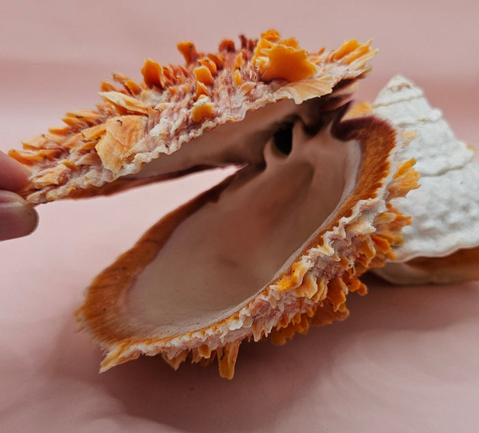Princeps Spondylus Spiny Oyster Shell with Attached Undosa Astraea – Natural Ocean Display 7x5x6