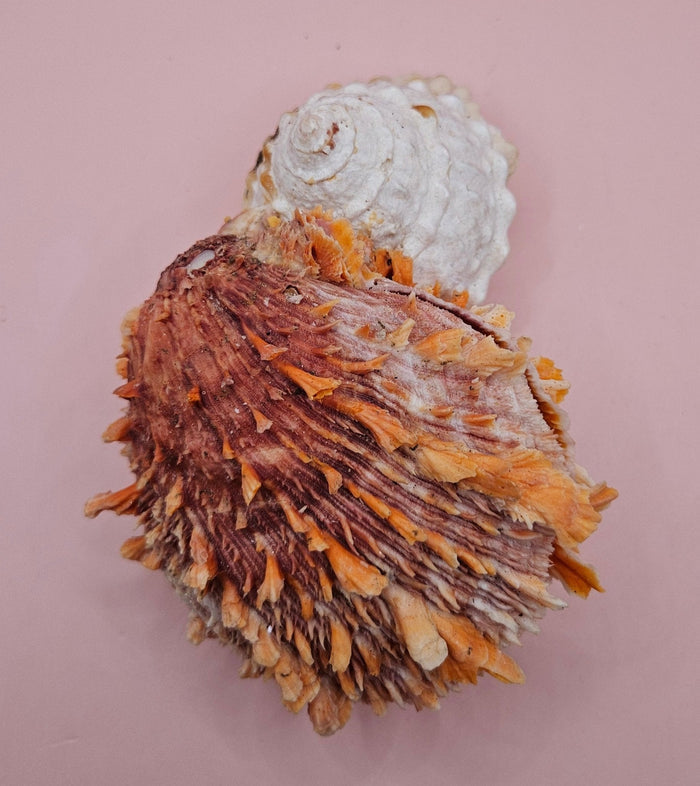 Princeps Spondylus Spiny Oyster Shell with Attached Undosa Astraea – Natural Ocean Display 7x5x6