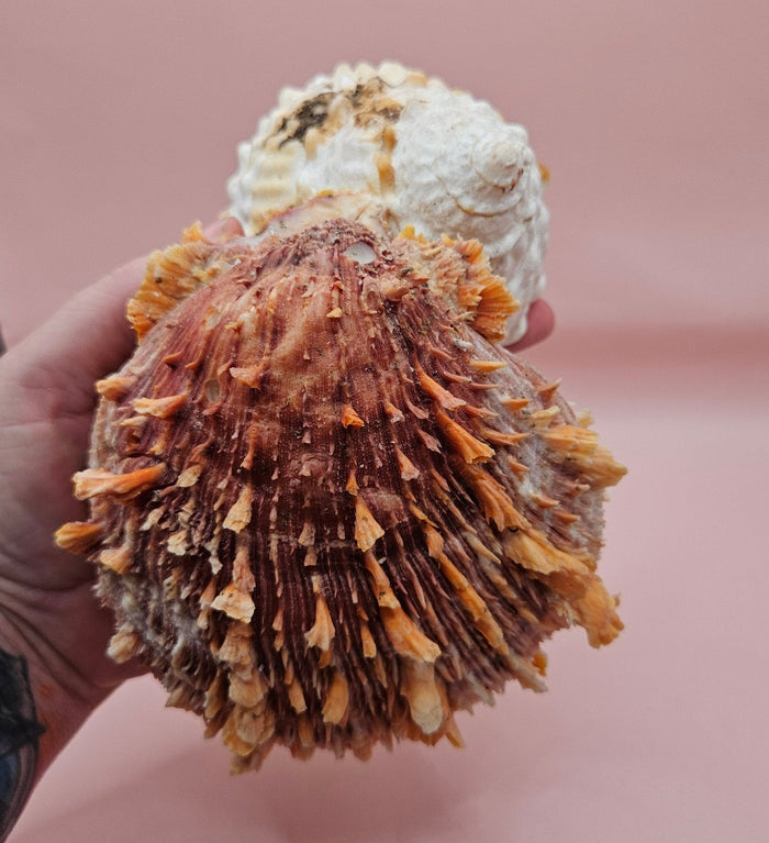 Princeps Spondylus Spiny Oyster Shell with Attached Undosa Astraea – Natural Ocean Display 7x5x6