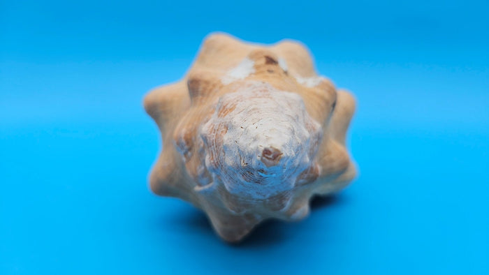 Rare Apricot Horse Conch Display Shell – Premium Coastal Home Decor Specimen 11" (Triplofusus giganteus)
