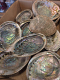 Rust Back Light Green Abalone Shell - Haliotis Fulgens