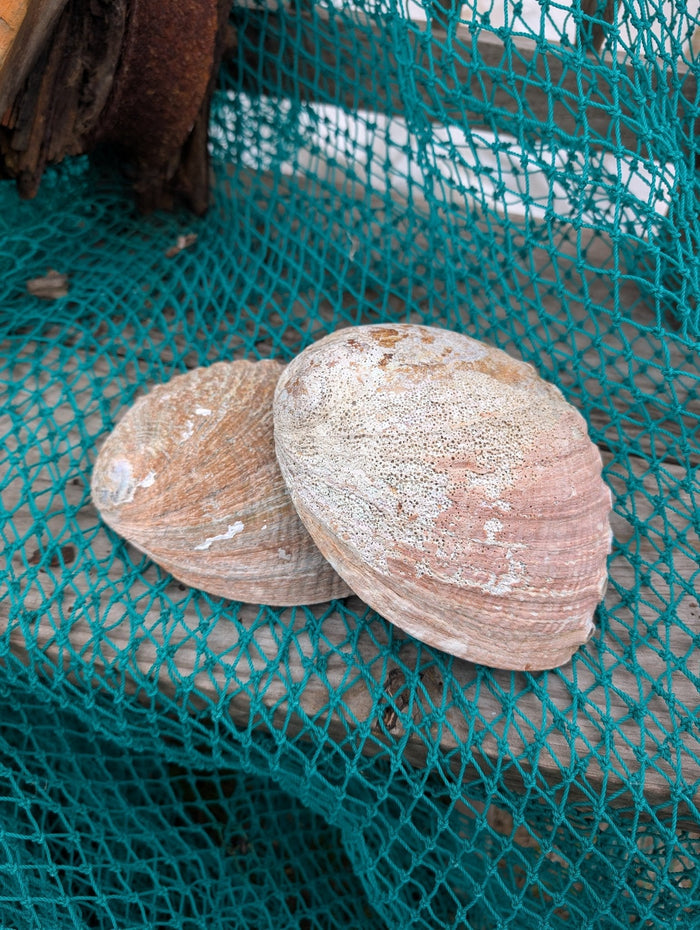 Rust Back Light Green Abalone Shell - Haliotis Fulgens