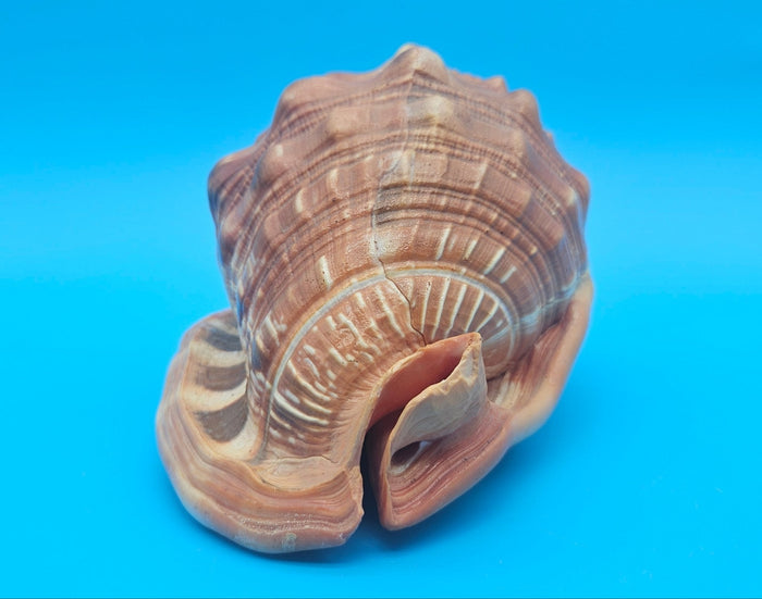Select Bullmouth Cameo Helmet Shell 7x5x4 Display