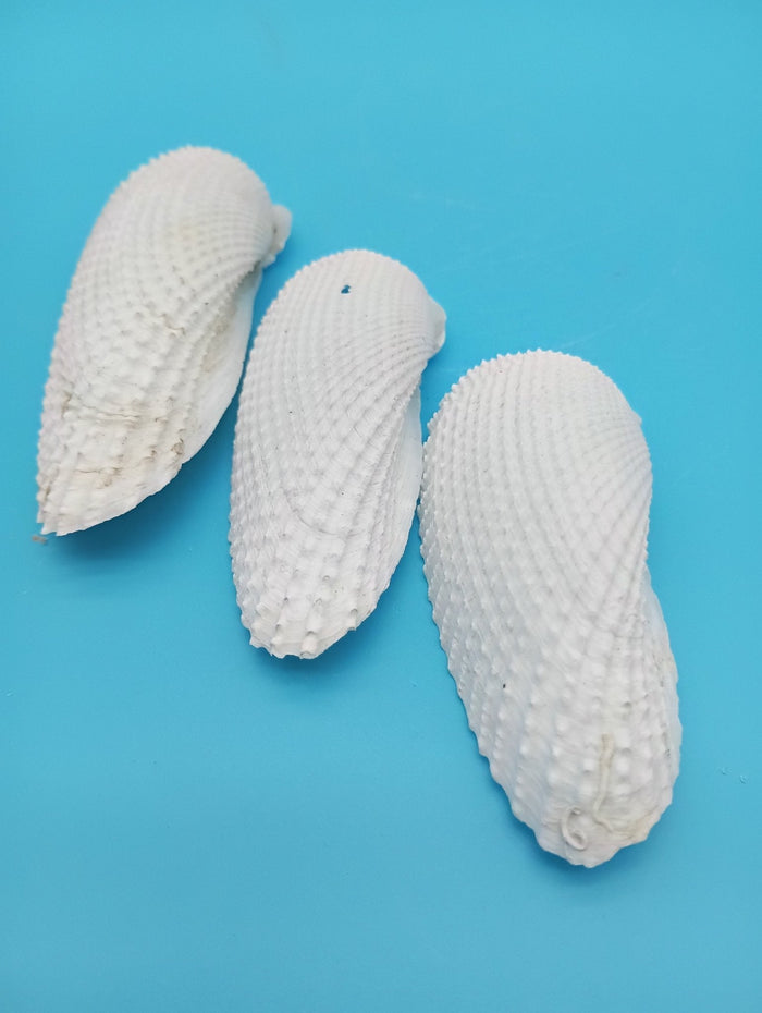 Set of 3 Angel Wing Shells – 3.5" to 4.5