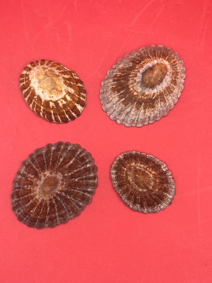 Set of 4 Nacella magellanica Limpet Display Shells – Documented Coastal Specimens from Argentina
