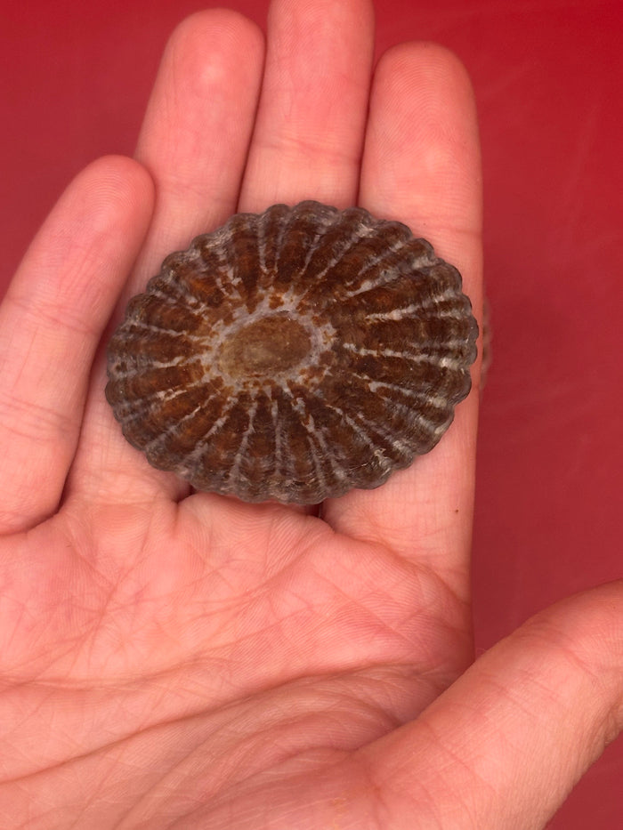 Set of 4 Nacella magellanica Limpet Display Shells – Documented Coastal Specimens from Argentina