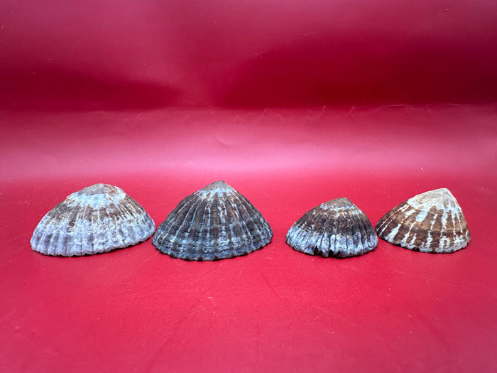 Set of 4 Nacella magellanica Limpet Display Shells – Documented Coastal Specimens from Argentina
