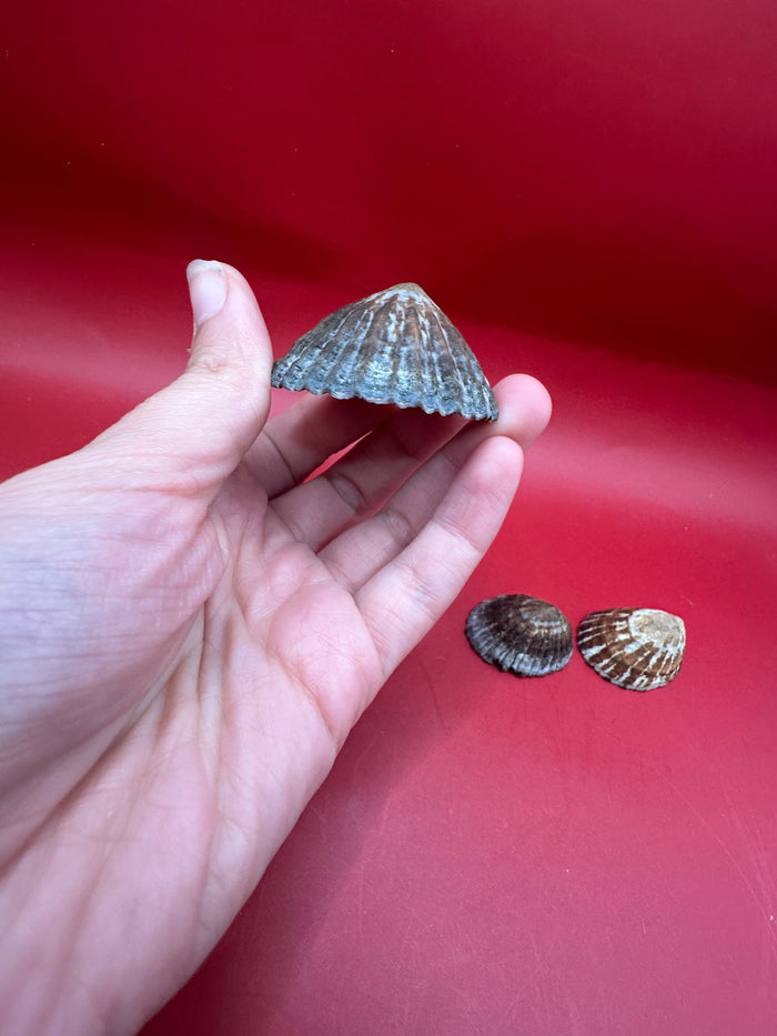 Set of 4 Nacella magellanica Limpet Display Shells – Documented Coastal Specimens from Argentina