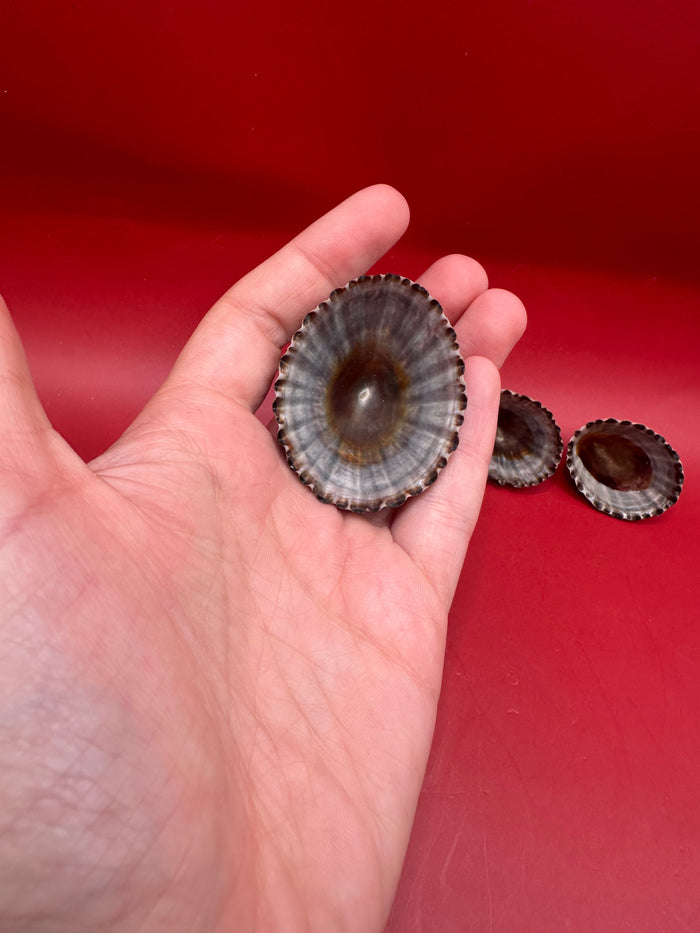 Set of 4 Nacella magellanica Limpet Display Shells – Documented Coastal Specimens from Argentina