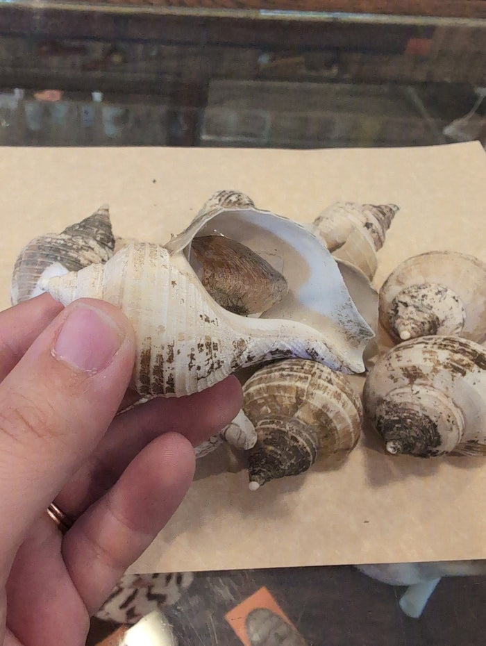 Small Neptune Shell with Documentation & Operculum - Neptunea kuroshio