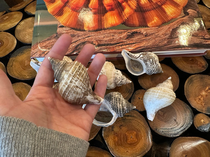Small Neptune Shell with Documentation & Operculum - Neptunea kuroshio