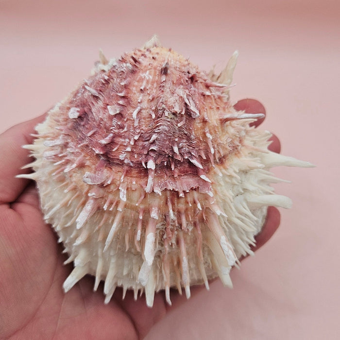 Spondylus Shell – 4" Pink & White Coastal Display Spiny Thorny Oyster Bivalve