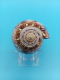 Tent Olive Shell - Oliva Porphyria 3.7"
