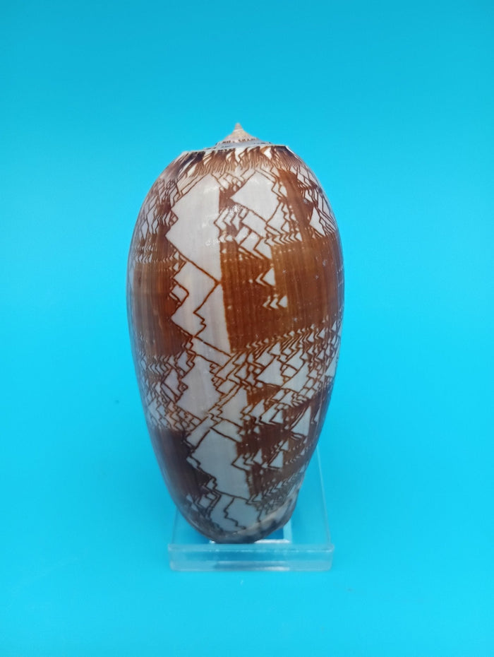 Tent Olive Shell - Oliva Porphyria 3.7"