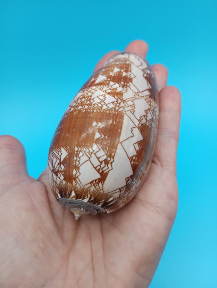 Tent Olive Shell - Oliva Porphyria 3.7"