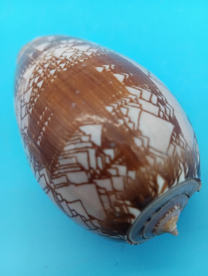 Tent Olive Shell - Oliva Porphyria 3.7"