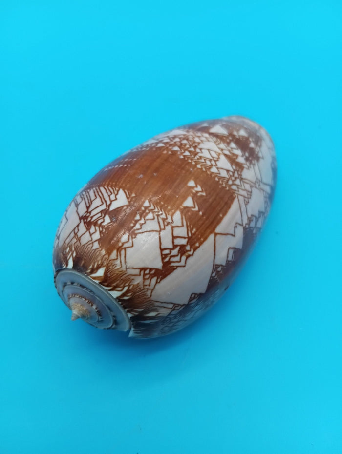 Tent Olive Shell - Oliva Porphyria 3.7"
