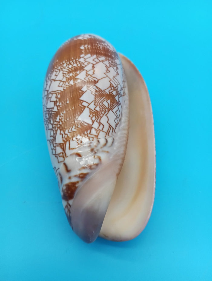 Tent Olive Shell - Oliva Porphyria 3.7"