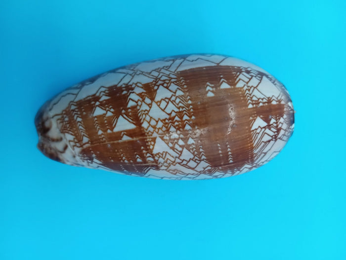 Tent Olive Shell - Oliva Porphyria 3.7"