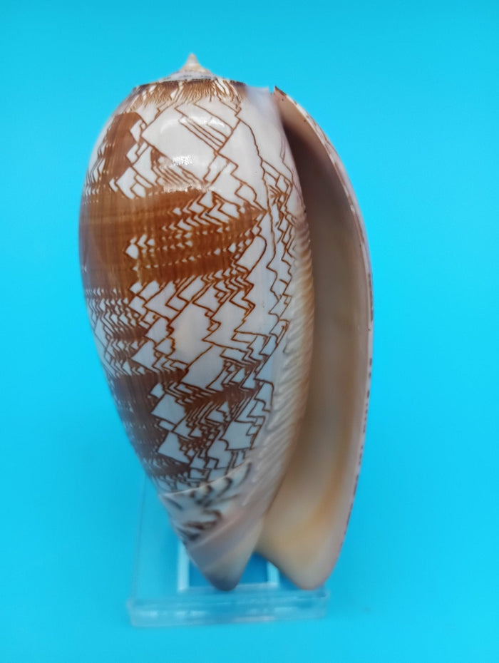 Tent Olive Shell - Oliva Porphyria 3.7"