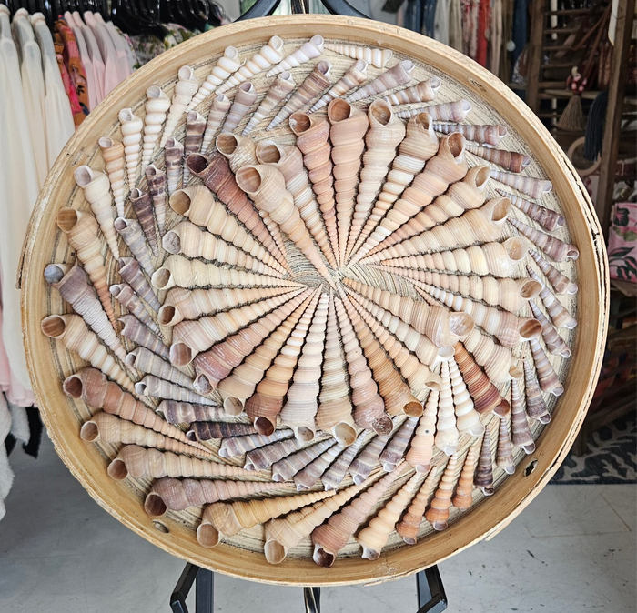 Terebra Shell Art Circle – 16" Handcrafted Spiral Shell Wall Art Decor