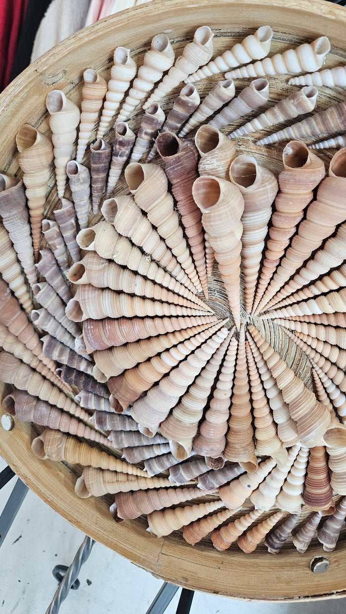 Terebra Shell Art Circle – 16" Handcrafted Spiral Shell Wall Art Decor