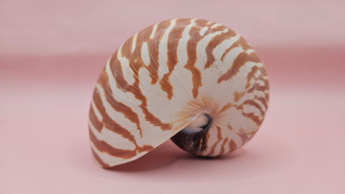 Tiger Nautilus Shell – Striking Natural Ocean Decor 4"