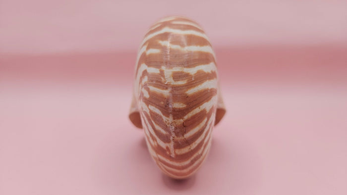 Tiger Nautilus Shell – Striking Natural Ocean Decor 4"