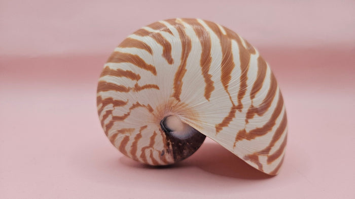 Tiger Nautilus Shell – Striking Natural Ocean Decor 4"