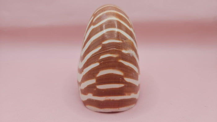 Tiger Nautilus Shell – Striking Natural Ocean Decor 4"