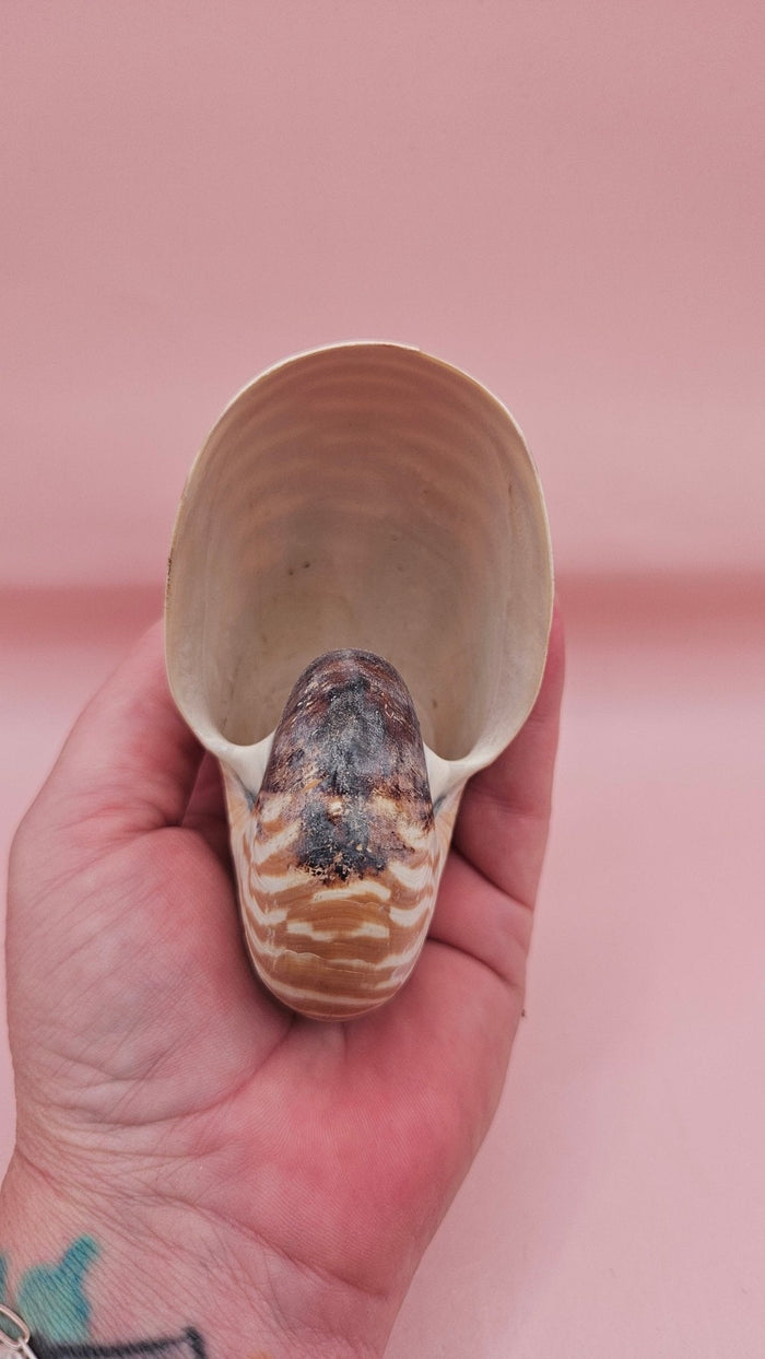 Tiger Nautilus Shell – Striking Natural Ocean Decor 4"