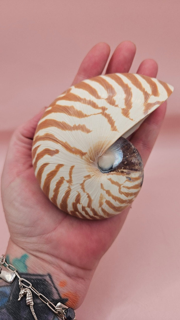 Tiger Nautilus Shell – Striking Natural Ocean Decor 4"