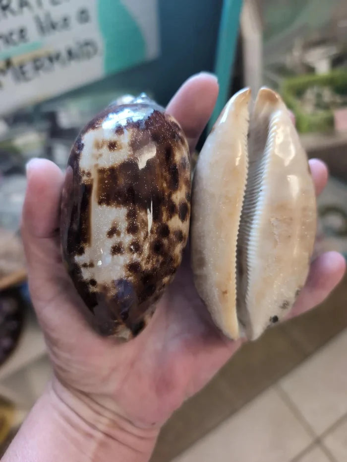Tortoise Cowrie Shell – Chelycypraea (Cypraea) testudinaria