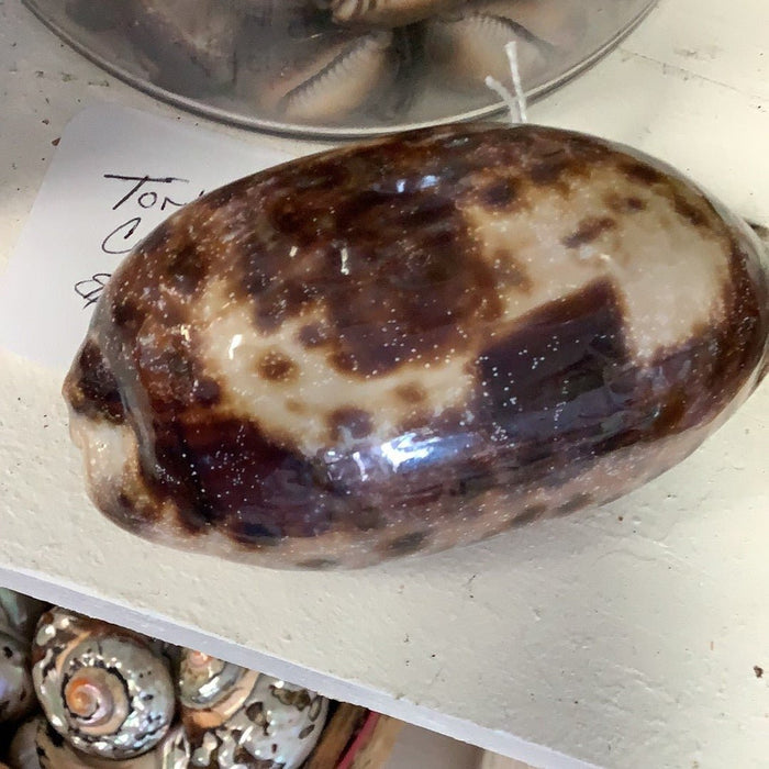 Tortoise Cowrie Shell – Chelycypraea (Cypraea) testudinaria