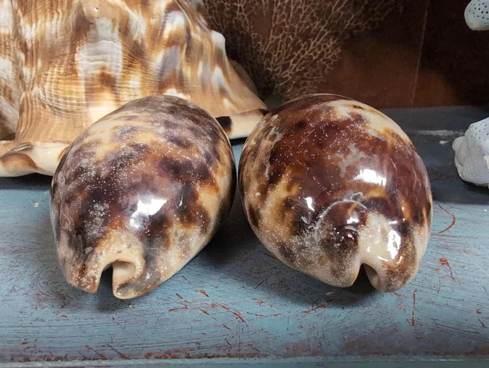 Tortoise Cowrie Shell – Chelycypraea (Cypraea) testudinaria