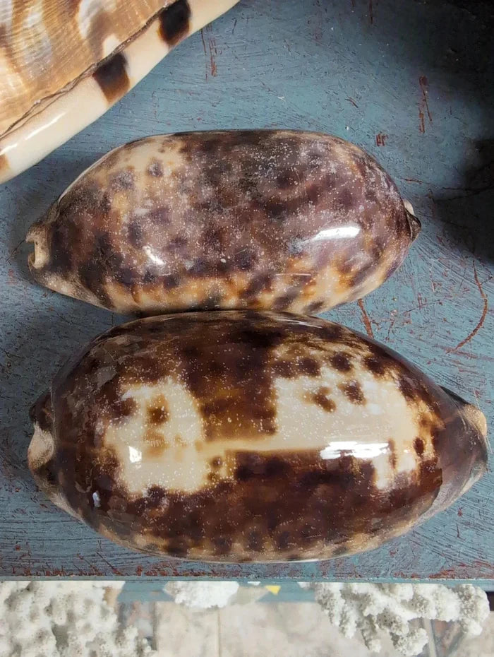 Tortoise Cowrie Shell – Chelycypraea (Cypraea) testudinaria