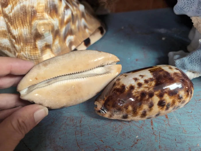 Tortoise Cowrie Shell – Chelycypraea (Cypraea) testudinaria