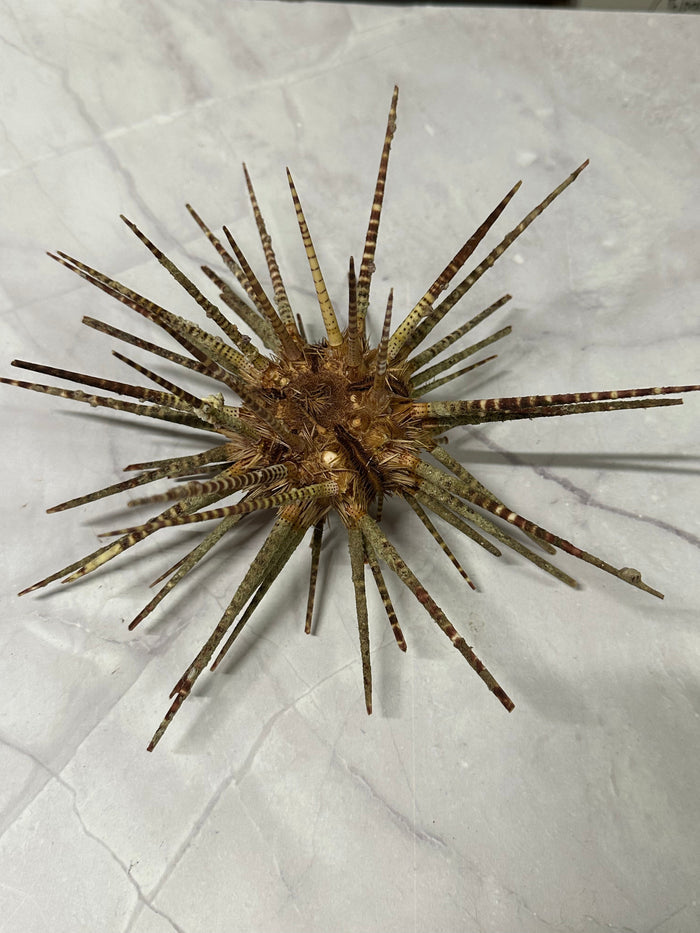 Vintage Zebra Sea Urchin Shell with Spines – Large Marine Specimen, 9"